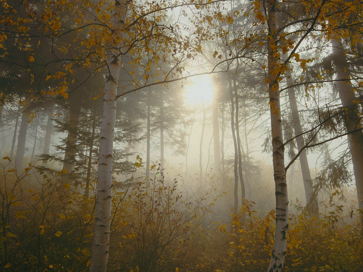 A misty autumn beech forest in the hills above Sarajevo.