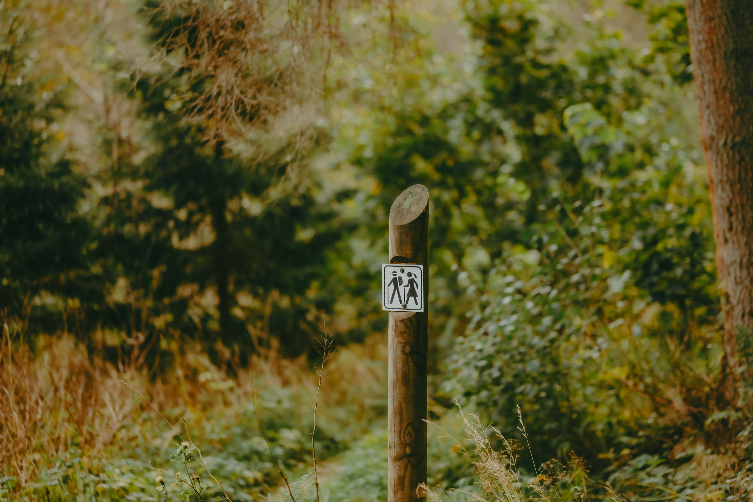 A waymarked trail post on a wooded path — the kind of marker a self-guided route follows.